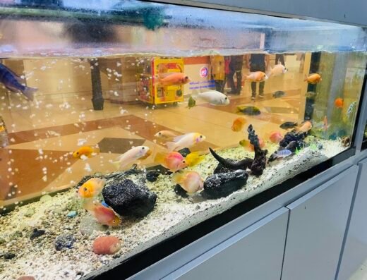 Aquarium Lives – Al Barsha Lulu