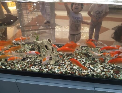 Aquarium Lives – Al Barsha Lulu